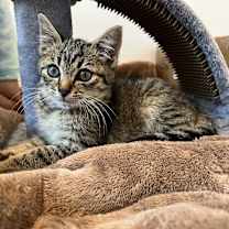 Thumbnail photo of Topper #3