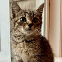 Thumbnail photo of Topper #4