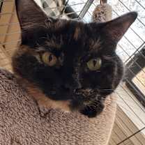 Thumbnail photo of Mona Lisa #1