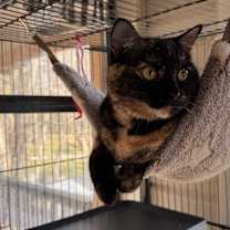 Thumbnail photo of Mona Lisa #2