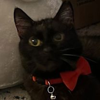 Thumbnail photo of Valentino #1