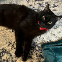 Thumbnail photo of Valentino #4