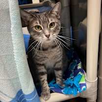 Thumbnail photo of Sophie #1