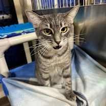 Thumbnail photo of Sophie #4