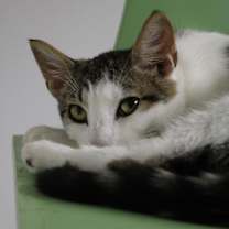 Thumbnail photo of Jr. #4