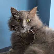 Thumbnail photo of Conchiglie #2