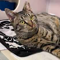 Thumbnail photo of Salem #1