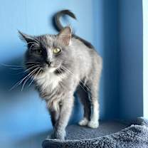 Thumbnail photo of Conchiglie #4