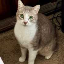 Thumbnail photo of Dusty #2