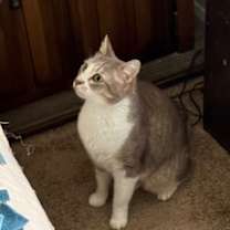 Thumbnail photo of Dusty #4