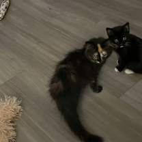 Thumbnail photo of Paprika #4