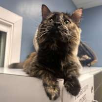 Thumbnail photo of Susan the Gentle #1