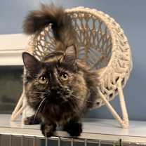 Thumbnail photo of Susan the Gentle #2