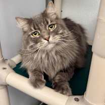 Thumbnail photo of Snow Miser #1