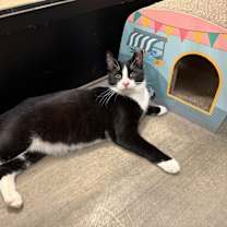 Thumbnail photo of Arnold #1