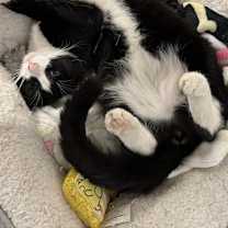 Thumbnail photo of Arnold #2