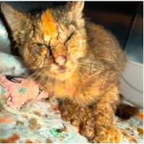 Thumbnail photo of Mishmash #2