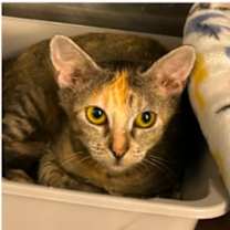 Thumbnail photo of Mishmash #4