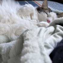 Thumbnail photo of Mogwai #2