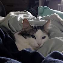 Thumbnail photo of Mogwai #1