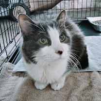 Thumbnail photo of Brody #2