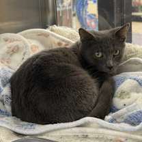 Thumbnail photo of Lucas #2