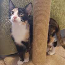 Thumbnail photo of Kiwi #1