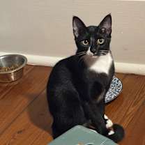 Thumbnail photo of Buccee #3