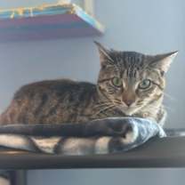 Thumbnail photo of Ruffles #1