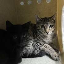 Thumbnail photo of Ruffles #2