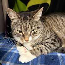 Thumbnail photo of Buddy #2