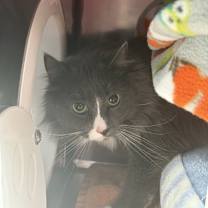 Thumbnail photo of Ava #2