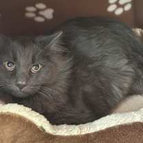 Thumbnail photo of Henry #2