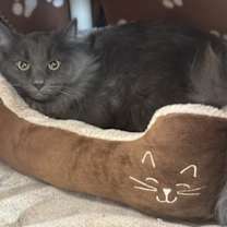 Thumbnail photo of Henry #3