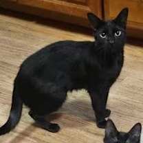 Thumbnail photo of Blake  *A PRIORITY PET* #2