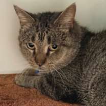 Thumbnail photo of Toaster Oven #1