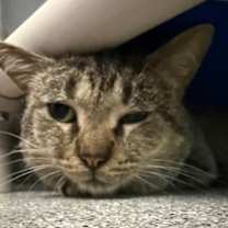 Thumbnail photo of Toaster Oven #2