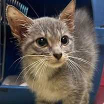 Thumbnail photo of Dunkin #2