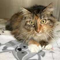 Thumbnail photo of Tinkerbell #1