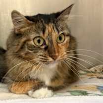 Thumbnail photo of Tinkerbell #2