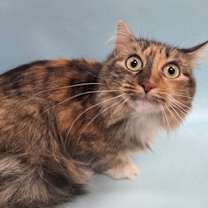 Thumbnail photo of Tinkerbell #3