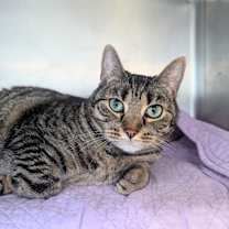 Thumbnail photo of Maggie #2