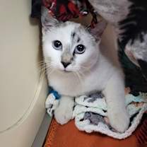 Thumbnail photo of Bridgerton #1