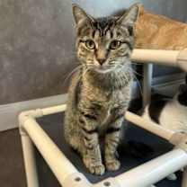 Thumbnail photo of Chimera #3