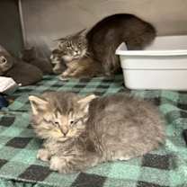 Thumbnail photo of Spencer (aka 1) #3