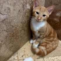 Thumbnail photo of Bruno #2