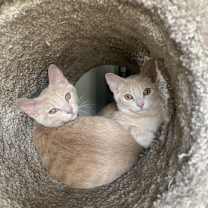 Thumbnail photo of Cinderella #1