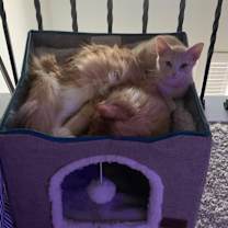 Thumbnail photo of Cinderella #2