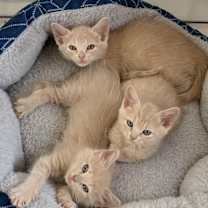 Thumbnail photo of Cinderella #4