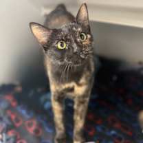 Thumbnail photo of Persimmon #1